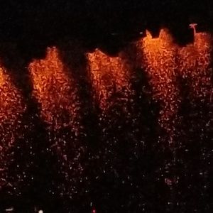 Meet your Posher, Patty